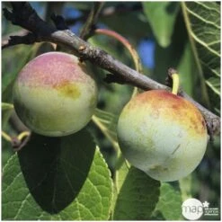 Prunier Reine Claude De Bavay : ½ Tige, 4-5 Ans, H 170-180 Cm -VIDA Plantes Magasin 71365 003