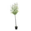 Prunier Reine Claude De Bavay : ½ Tige, 4-5 Ans, H 170-180 Cm -VIDA Plantes Magasin 71365 004