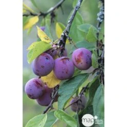 Prunier Reine Claude Violette Gobelet -VIDA Plantes Magasin 71372 002