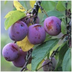 Prunier Reine Claude Violette Gobelet -VIDA Plantes Magasin 71372 004