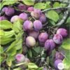 Prunier Reine Claude Violette Gobelet -VIDA Plantes Magasin 71372 005