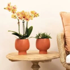 Orchidée Orange Phalaenopsis - H35cm, ø9cm - Plante D'intérieur Fleurie -VIDA Plantes Magasin 7144c80f3341c247