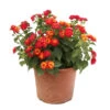 Lantana Camara : C5L -VIDA Plantes Magasin 724980 2115432