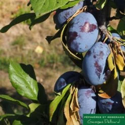 Prunier Colonnaire Toronto® -VIDA Plantes Magasin 729932 002