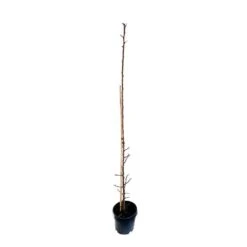 Prunier Colonnaire Toronto® -VIDA Plantes Magasin 729932 003