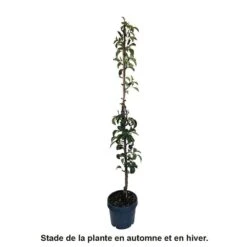 Poirier Colonnaire Londres® -VIDA Plantes Magasin 729934 004