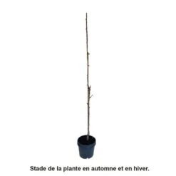 Cerisier Colonnaire Hong Kong® -VIDA Plantes Magasin 729935 003