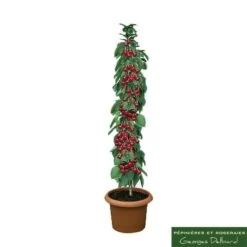 Cerisier Colonnaire Shangai® -VIDA Plantes Magasin 729936 002