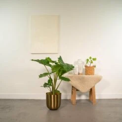 L'alocasia Portodora Et Son Cache-pot Doré - H80cm, ø21cm - Grande Plante D'intérieur 8 L'alocasia Portodora Et Son Cache-pot Doré - H80cm, ø21cm - Grande Plante D'intérieur -VIDA Plantes Magasin 72c9d1faf09c7852