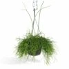 Rhipsalis Baccifera - H30cm, ø12cm - Plante D'intérieur Tombante -VIDA Plantes Magasin 7338a3f67f22cf38