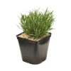 Lavande X Intermedia Dutch Lavander Pot 3L 2 Lavande X Intermedia Dutch Lavander Pot 3L -VIDA Plantes Magasin 739237 2099943