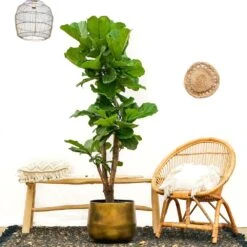 Ficus Lyrata Xxl - H160cm, ø30cm - Très Grande Plante D'intérieur -VIDA Plantes Magasin 74401ca0208fff45