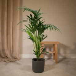 Palmier Kentia Xl - H120cm, ø24cm - Très Grande Plante D'intérieur -VIDA Plantes Magasin 747cd569827c7fc8