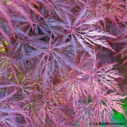 L'Acer Palmatum Dissectum Inaba Shidare : Pot 15L -VIDA Plantes Magasin 748214 002