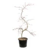 L'Acer Palmatum Dissectum Inaba Shidare : Pot 15L -VIDA Plantes Magasin 748214 2076232