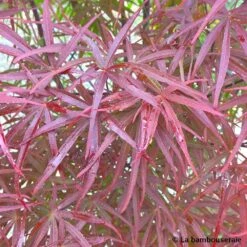 Acer Palmatum ‘Atrolineare’ C7L H.60/80cm -VIDA Plantes Magasin 748246 003