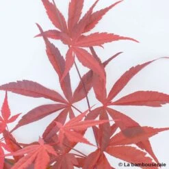 Acer Palmatum ‘Atrolineare’ C7L H.60/80cm -VIDA Plantes Magasin 748246 004