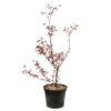 Acer Palmatum ‘Atrolineare’ C7L H.60/80cm -VIDA Plantes Magasin 748246 2076256