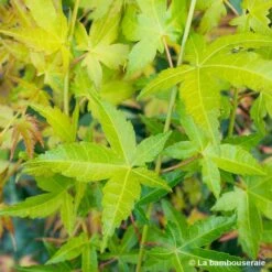 Acer Palmatum Shirasawanum Aureum C7L H.60/80cm -VIDA Plantes Magasin 748251 001