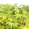 Acer Palmatum Shirasawanum Aureum C7L H.60/80cm -VIDA Plantes Magasin 748251 2120238