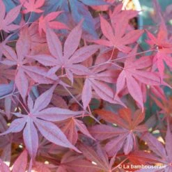 Acer Japonicum 'Palmatum Blood Good' C30L H.100/125cm -VIDA Plantes Magasin 748254 004
