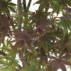 Acer Japonicum 'Palmatum Blood Good' C30L H.100/125cm -VIDA Plantes Magasin 748254 2120241