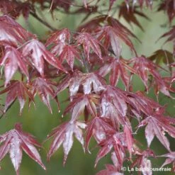 Acer Japonicum 'Palmatum Blood Good' C3L H.40/60cm -VIDA Plantes Magasin 748255 002