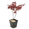 Acer Japonicum 'Palmatum Blood Good' C3L H.40/60cm -VIDA Plantes Magasin 748255 2076259
