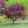 Acer Japonicum 'Palmatum Blood Good' C50L H.125/150cm -VIDA Plantes Magasin 748256 001
