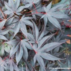 Acer Japonicum 'Palmatum Blood Good' C7L H.60/80cm -VIDA Plantes Magasin 748257 003