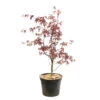 Acer Japonicum 'Palmatum Blood Good' C7L H.60/80cm -VIDA Plantes Magasin 748257 2076262