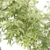 Acer Palmatum Butterfly : C3L H.40/60cm -VIDA Plantes Magasin 748259 2120244
