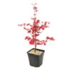 Acer Palmatum "Deshojo" C3L H.40/60cm -VIDA Plantes Magasin 748262 2076265