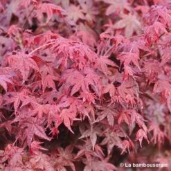 Acer Palmatum "Deshojo" C7L H.60/80cm -VIDA Plantes Magasin 748264 001