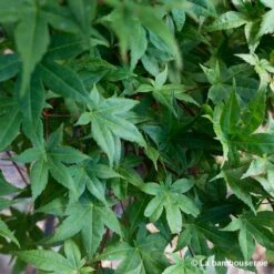 Acer Palmatum "Deshojo" C7L H.60/80cm -VIDA Plantes Magasin 748264 002
