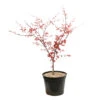 Acer Palmatum "Deshojo" C7L H.60/80cm -VIDA Plantes Magasin 748264 2076268