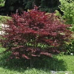 L'Acer Palmatum Fireglow : C3L H.40/60cm -VIDA Plantes Magasin 748268 001