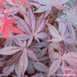 L'Acer Palmatum Fireglow : C3L H.40/60cm -VIDA Plantes Magasin 748268 002