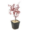 L'Acer Palmatum Fireglow : C3L H.40/60cm 1 L'Acer Palmatum Fireglow : C3L H.40/60cm -VIDA Plantes Magasin 748268 2076271
