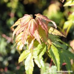 Acer Palmatum Katsura : C7L H.60/80cm -VIDA Plantes Magasin 748269 001