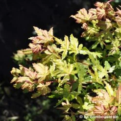 Acer Palmatum Katsura : C7L H.60/80cm -VIDA Plantes Magasin 748269 002