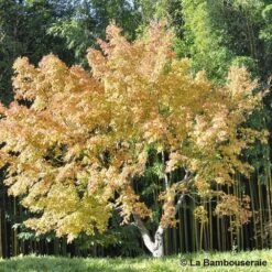 Acer Palmatum Katsura : C7L H.60/80cm -VIDA Plantes Magasin 748269 003