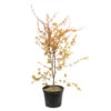 Acer Palmatum Katsura : C7L H.60/80cm 2 Acer Palmatum Katsura : C7L H.60/80cm -VIDA Plantes Magasin 748269 2076274