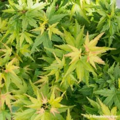 Acer Palmatum 'koto Hime' : C5L H.30/40cm -VIDA Plantes Magasin 748272 001