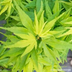 Acer Palmatum 'Mikawa Yatsubusa' : C5L H.30/40cm -VIDA Plantes Magasin 748278 001
