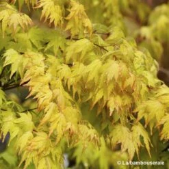Acer Palmatum 'Orange Dream' :C3L H.40/60cm 7 Acer Palmatum 'Orange Dream' :C3L H.40/60cm -VIDA Plantes Magasin 748280 001