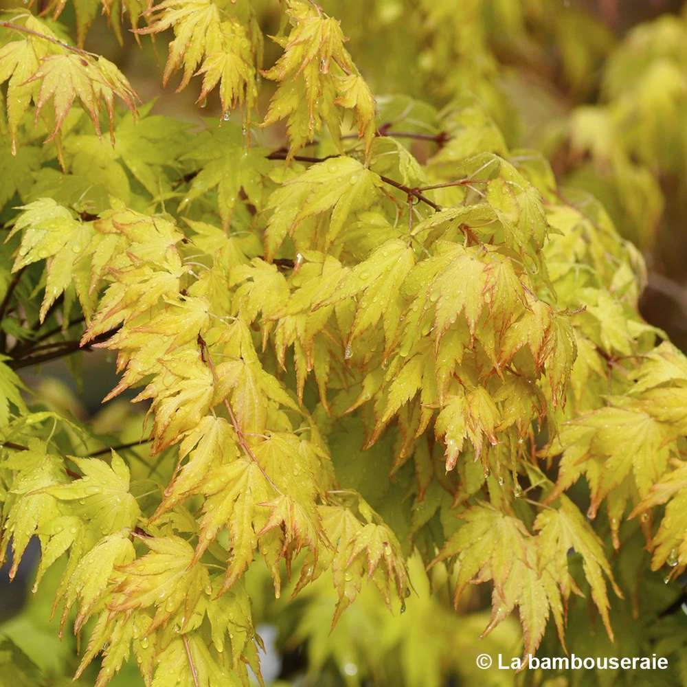 Acer Palmatum 'Orange Dream' :C7L H.60/80cm 4 Acer Palmatum 'Orange Dream' :C7L H.60/80cm â Image 2