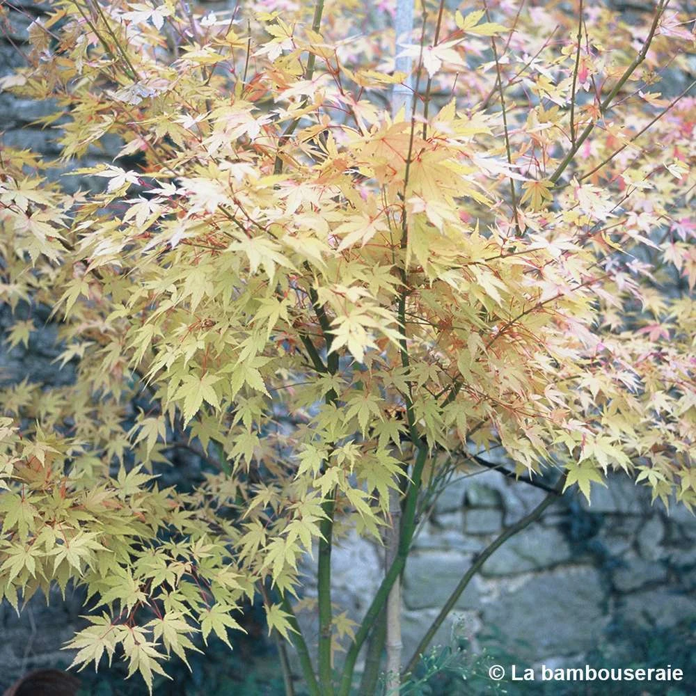 Acer Palmatum 'Orange Dream' :C7L H.60/80cm 5 Acer Palmatum 'Orange Dream' :C7L H.60/80cm â Image 3