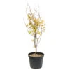 Acer Palmatum 'Orange Dream' :C7L H.60/80cm -VIDA Plantes Magasin 748282 2076280