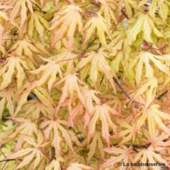 Acer Palmatum Reticulatum Red : C30L H.100/125cm -VIDA Plantes Magasin 748286 003